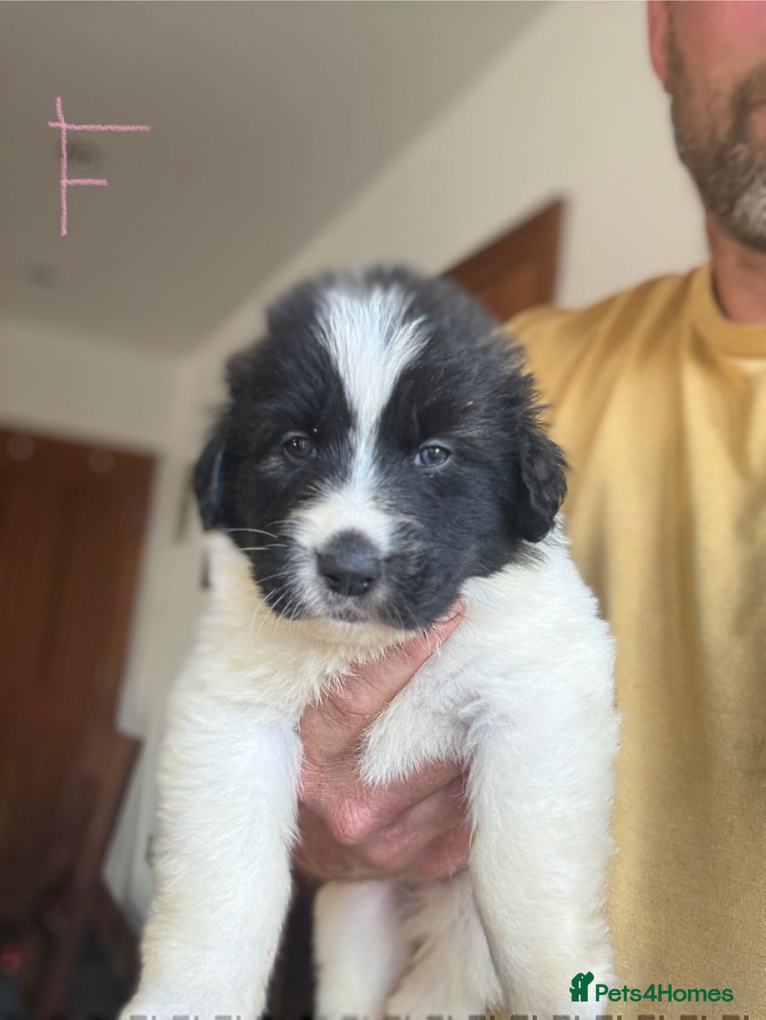 Pyrenean Mastiff dogs for sale: KC registered Pyrenean Mastiffs - Image 16