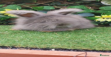 Angora rabbits - Advert 15