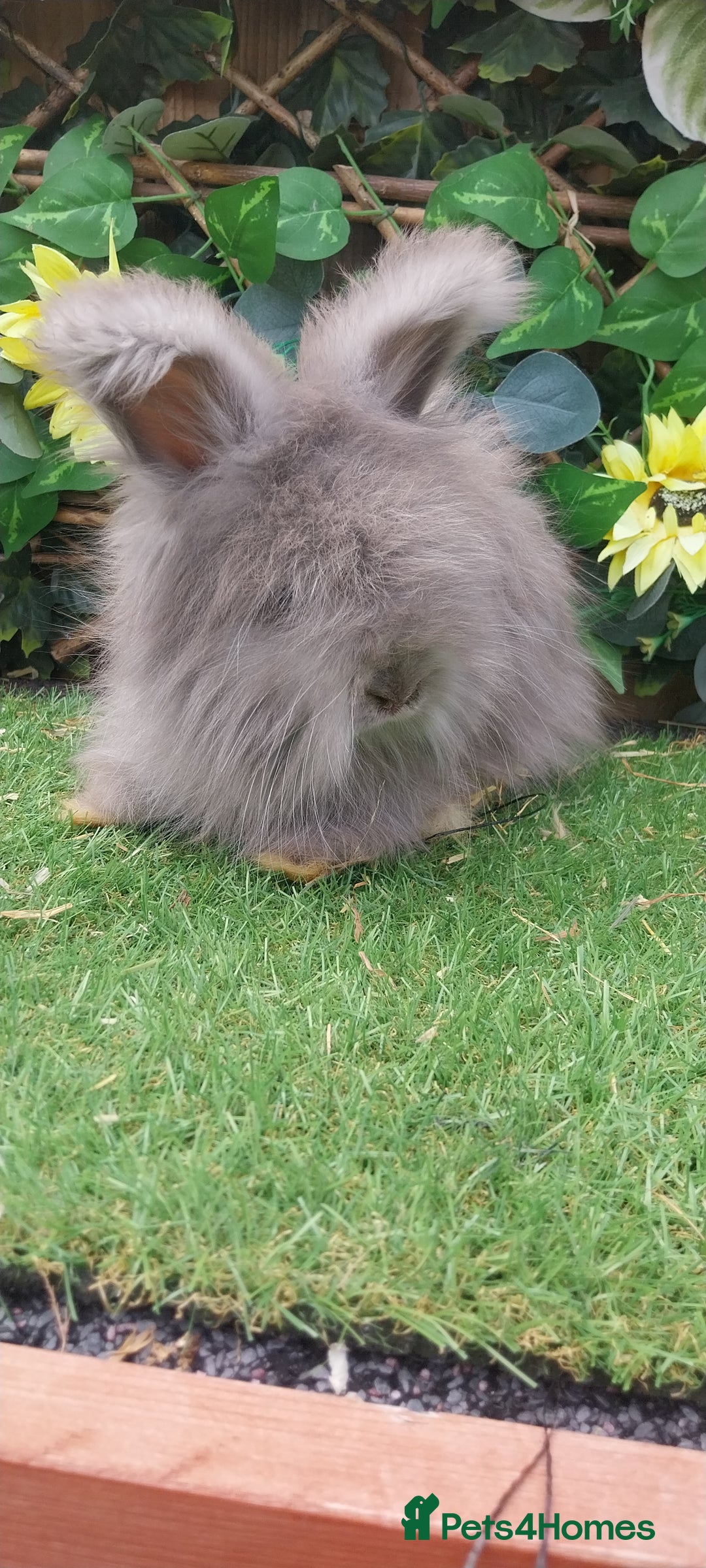 Angora rabbits for sale: Beautiful Angoras Ready Now  - Image 3