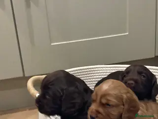 Cocker Spaniel dogs Quality health tested working cocker pups - Advert 4