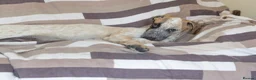 Mixed Breed dogs for adoption: Marvlous Meatball - Advert 25