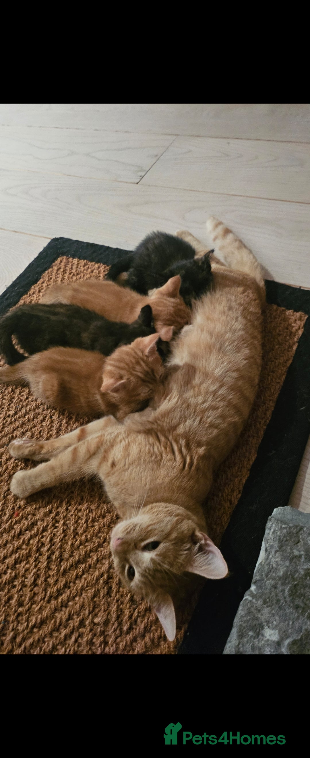 Mixed Breed cats for sale: 4 adorable kittens | ragdoll mix - Image 9