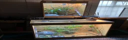 Chameleon reptiles for sale: Yemen Chameleon + Vivarium Setup Kit - Advert 16