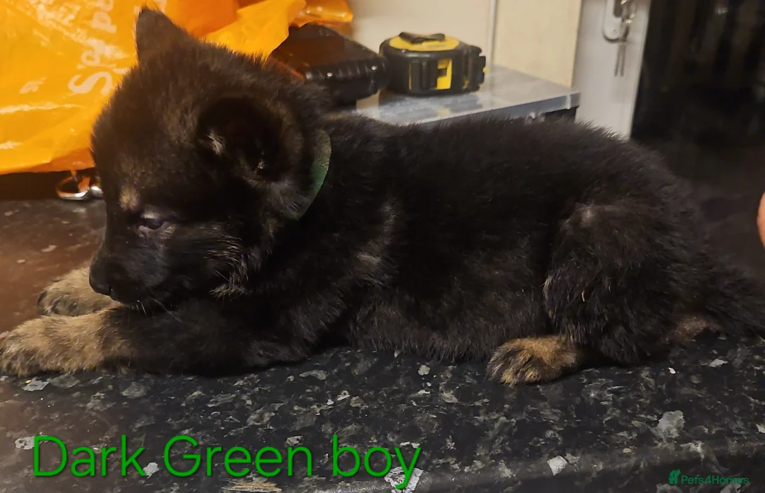 Mixed Breed dogs for sale: 6 Beautiful chunky Alaskan Shepherds in Dagenham - Advert 2