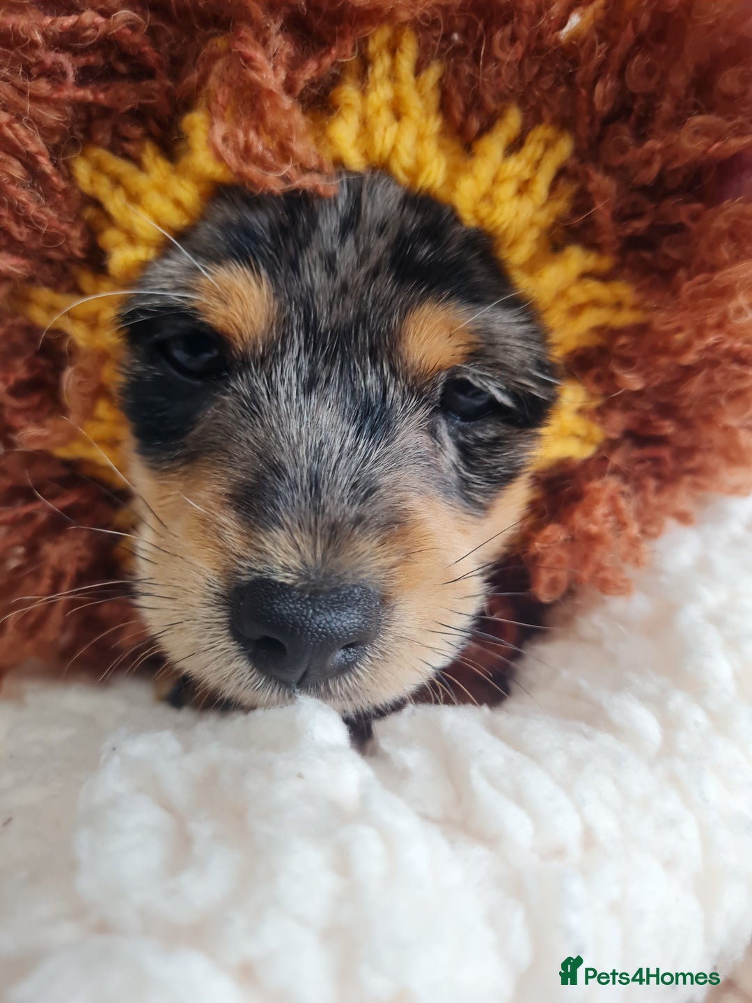 Chipoo dogs for sale: 4  Stunning chipoo puppies  - Image 12