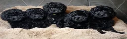 Cavapoo dogs for sale: Cavapoo f1b puppies ready now - Advert 2