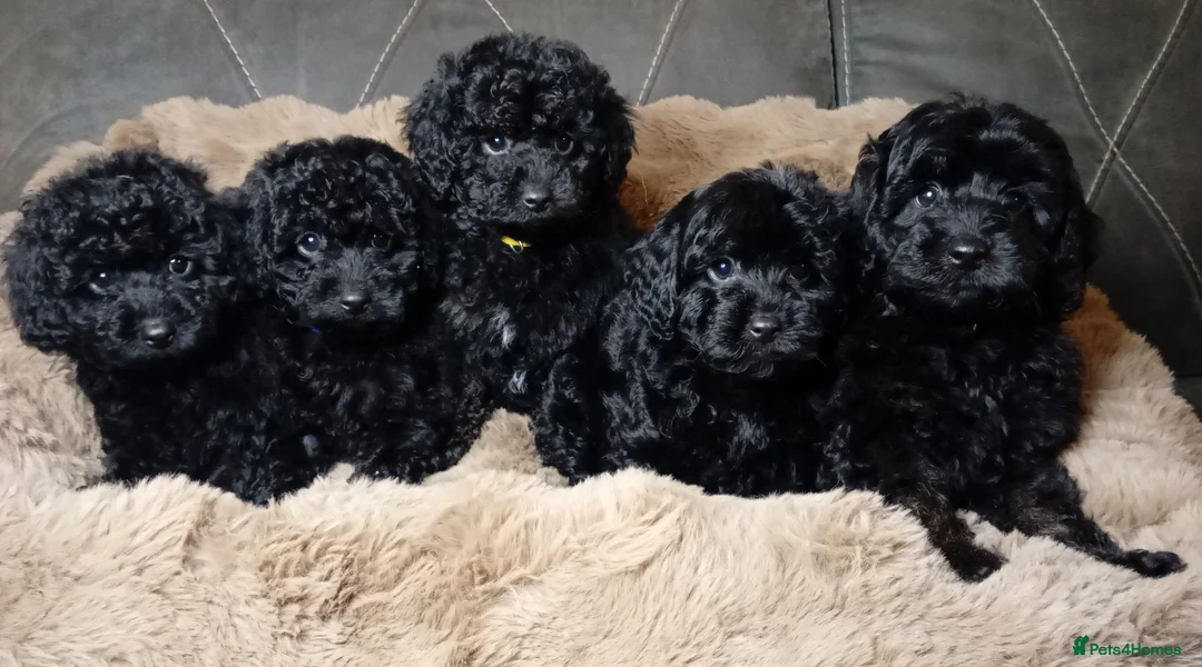 Cavapoo dogs for sale: Cavapoo f1b puppies ready now - Advert 2