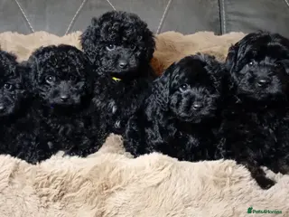 Cavapoo dogs Cavapoo f1b puppies ready now - Advert 1