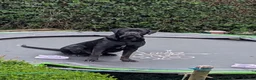 Cane Corso dogs for sale: Male Cane corso  in Clydebank - Advert 2