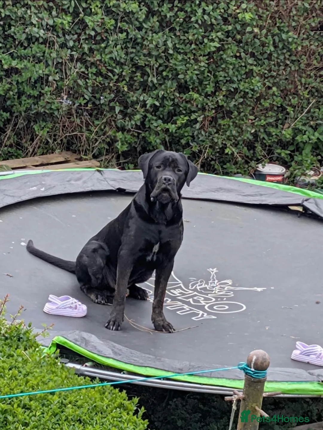 Cane Corso dogs for sale: Male Cane corso  in Clydebank - Advert 2