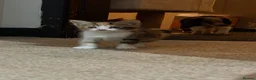 Mixed Breed cats for sale: 4 boy kittens looking for their loving home  - Advert 18
