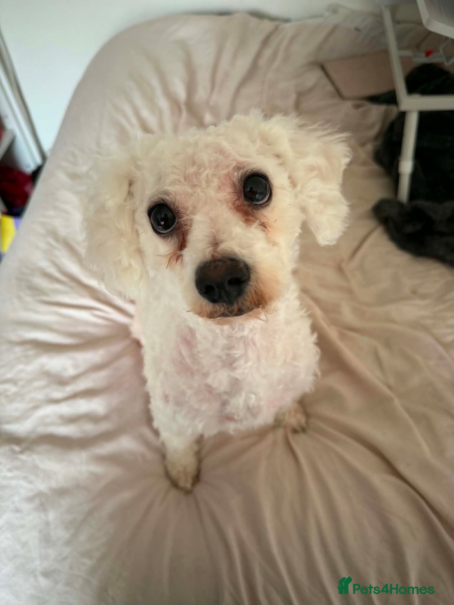 Bichon Frise dogs Maisie - Advert 10