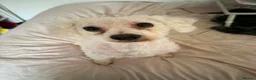 Bichon Frise dogs for sale: Maisie in Wellingborough - Advert 1