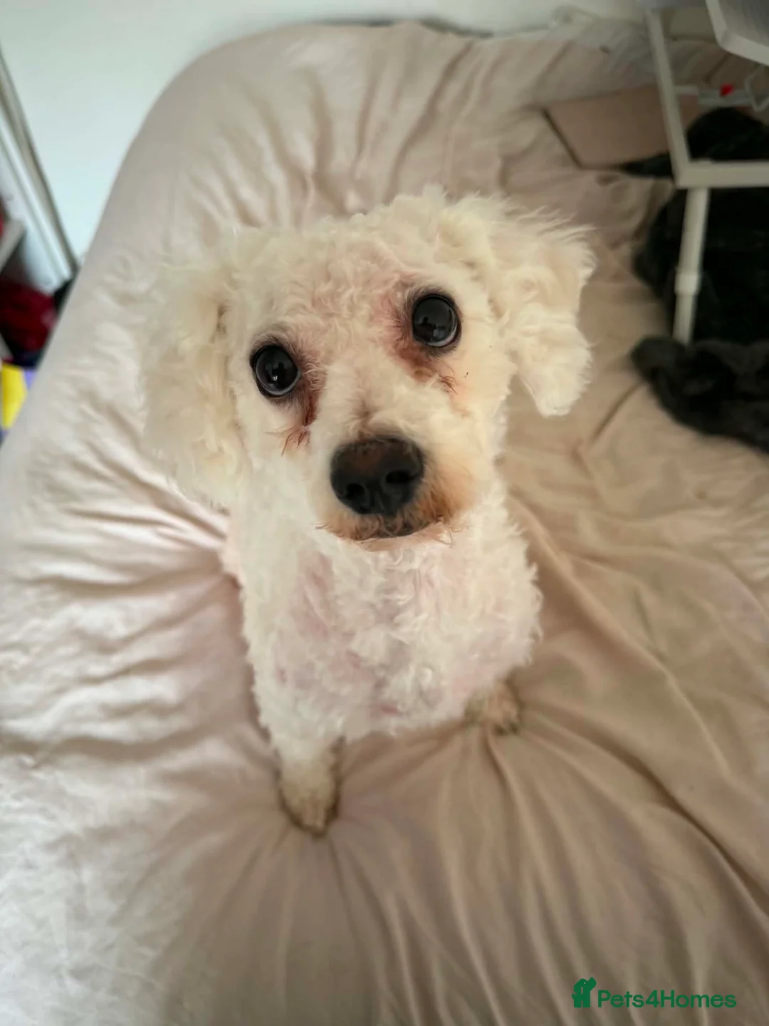 Bichon Frise dogs for sale: Maisie in Wellingborough - Advert 1