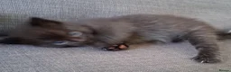 Maine Coon cats for sale: Fluffy Ragdoll x Maine Coon Kittens Available Soon - Advert 7