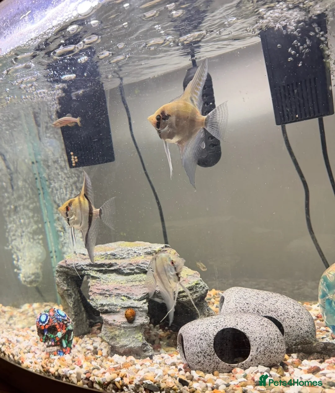Angelfish fish for sale: Tropical Angelfish £30 - Advert 8