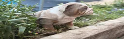 English Bulldog dogs for sale: Rare mini english bulldogs  - Advert 20