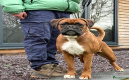 Boxer dogs for sale: Champion sired Lovely  Boxer Puppy Available  - Image 2