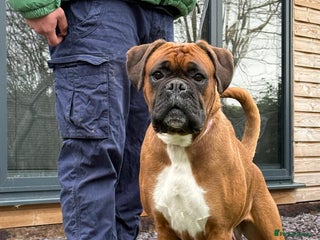 Boxer dogs - Advert 2