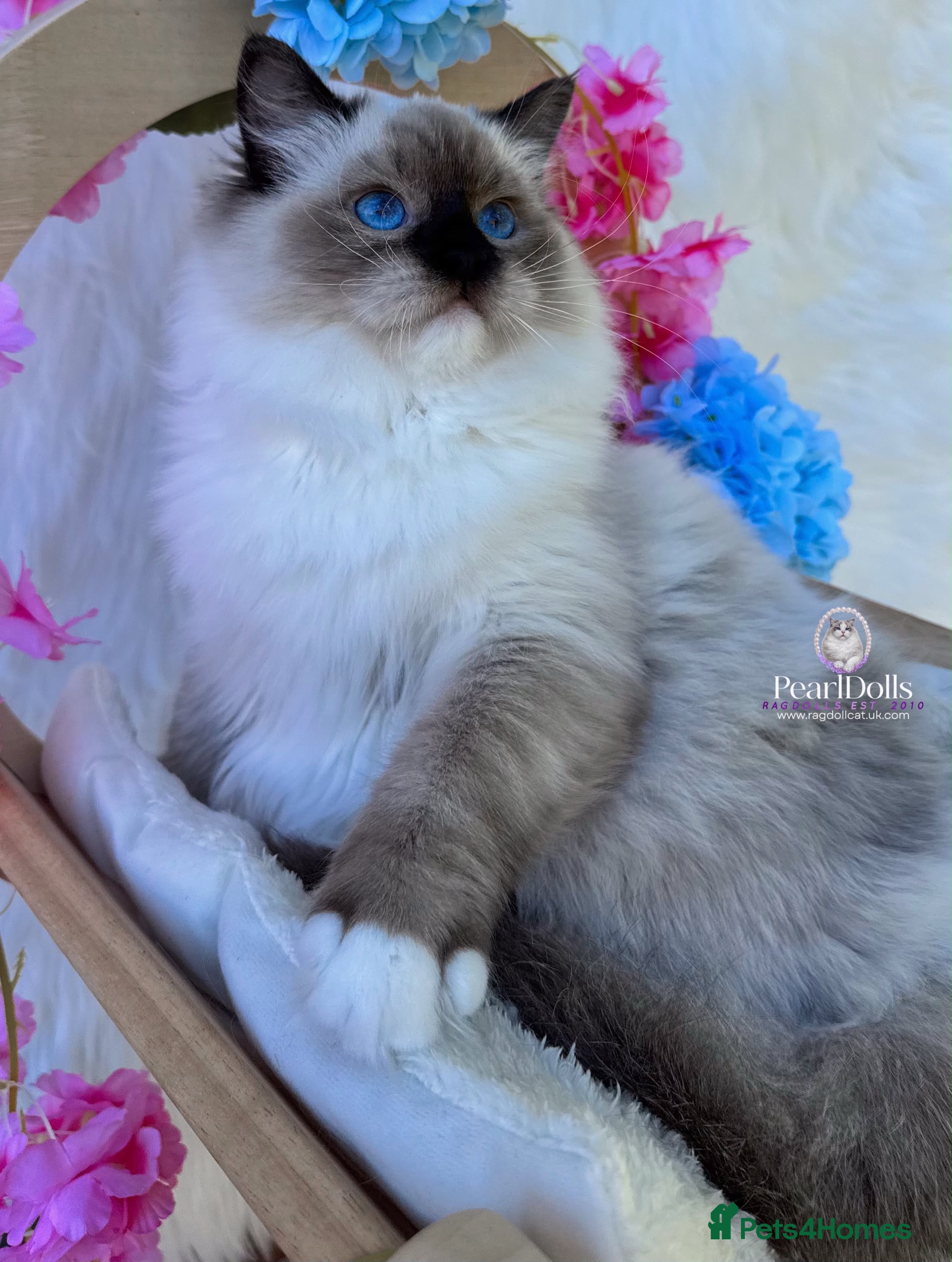 Ragdoll cats ⭐️AWARD WINNING GCCF CATTERY RAGDOLL KITTENS⭐️ - Advert 2