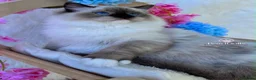 Ragdoll cats for sale: ⭐️AWARD WINNING GCCF CATTERY RAGDOLL KITTENS⭐️ - Advert 21