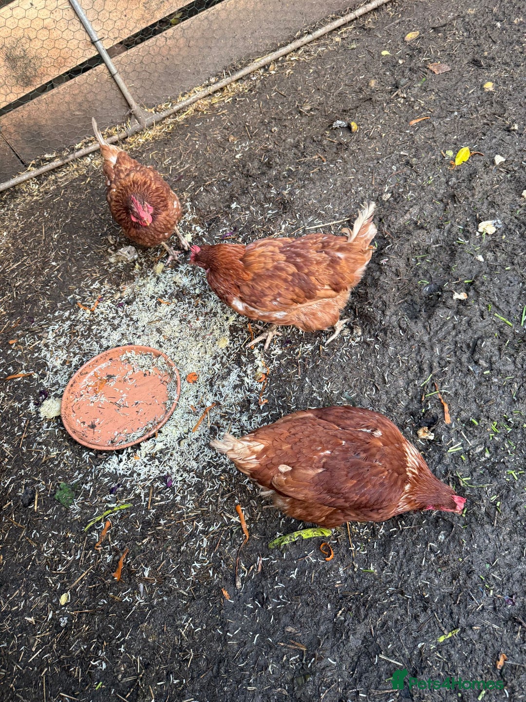 Chickens poultry for sale: 2 lohman brown need to be rehomed  - Advert 2