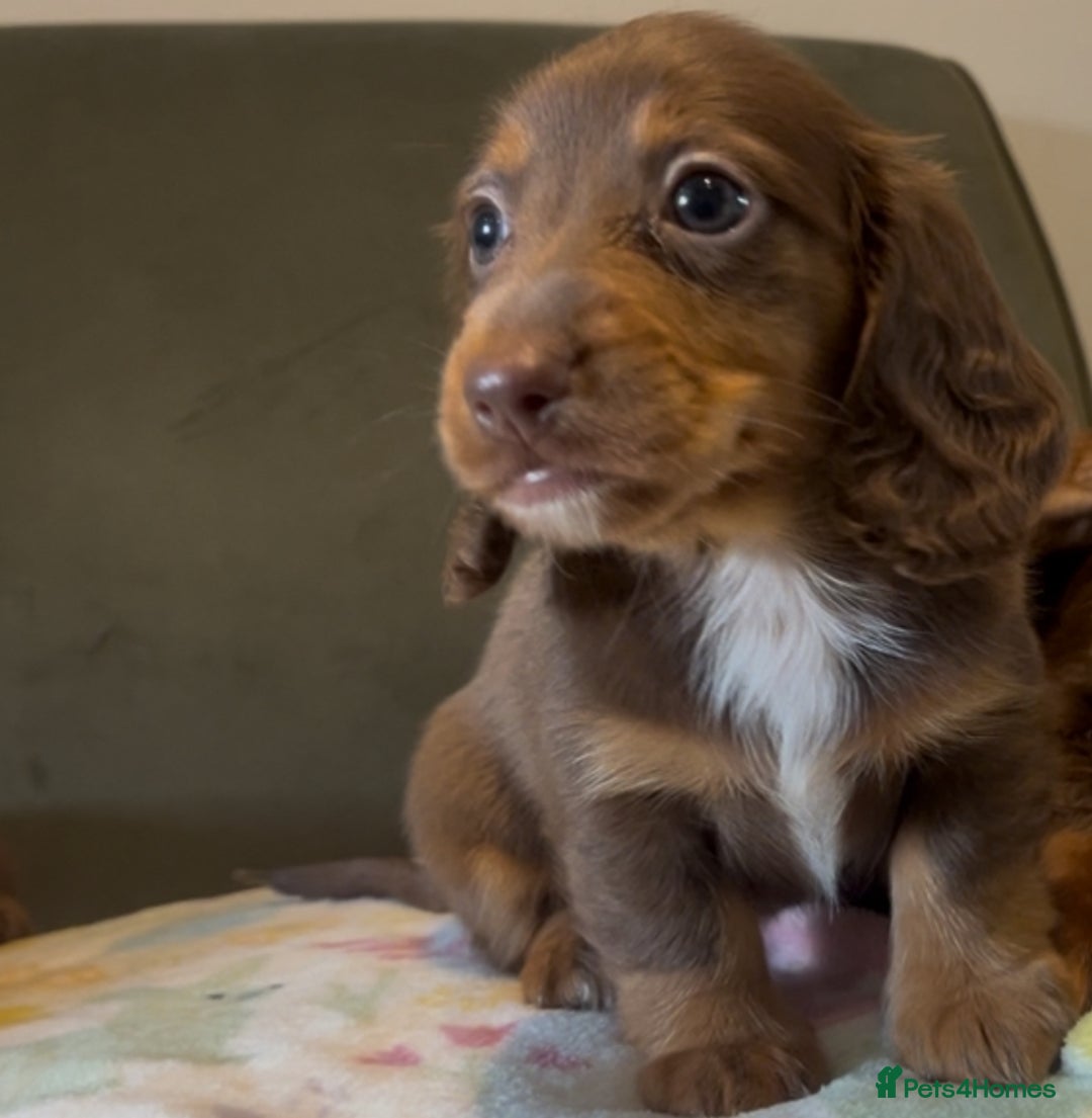Miniature Dachshund dogs for sale: KC reg PRA clear long hair mini dachshund puppies  in Maidstone - Image 29