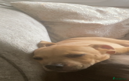 Mixed Breed dogs for sale: American Staff terrier/English Staff terrier - Image 3