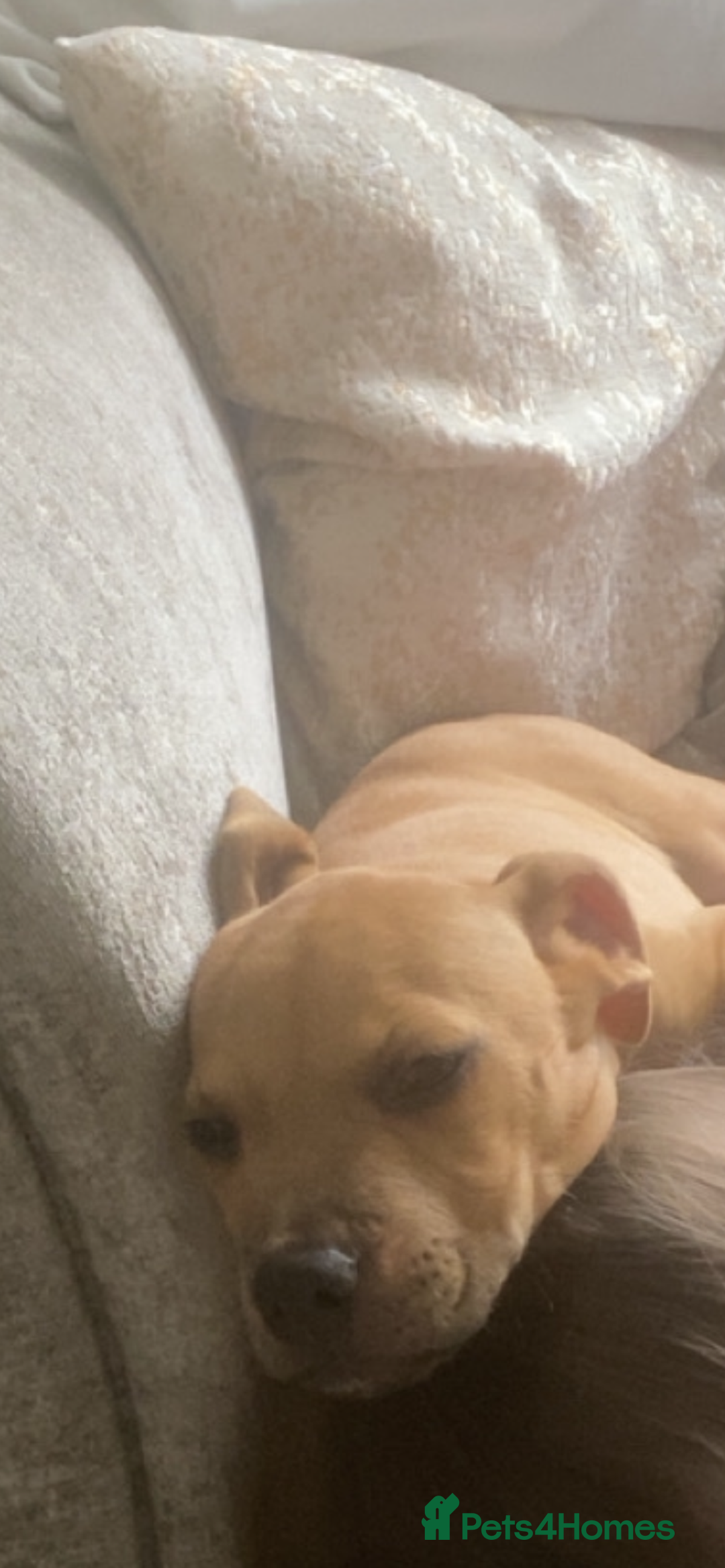 Mixed Breed dogs for sale: American Staff terrier/English Staff terrier - Image 3