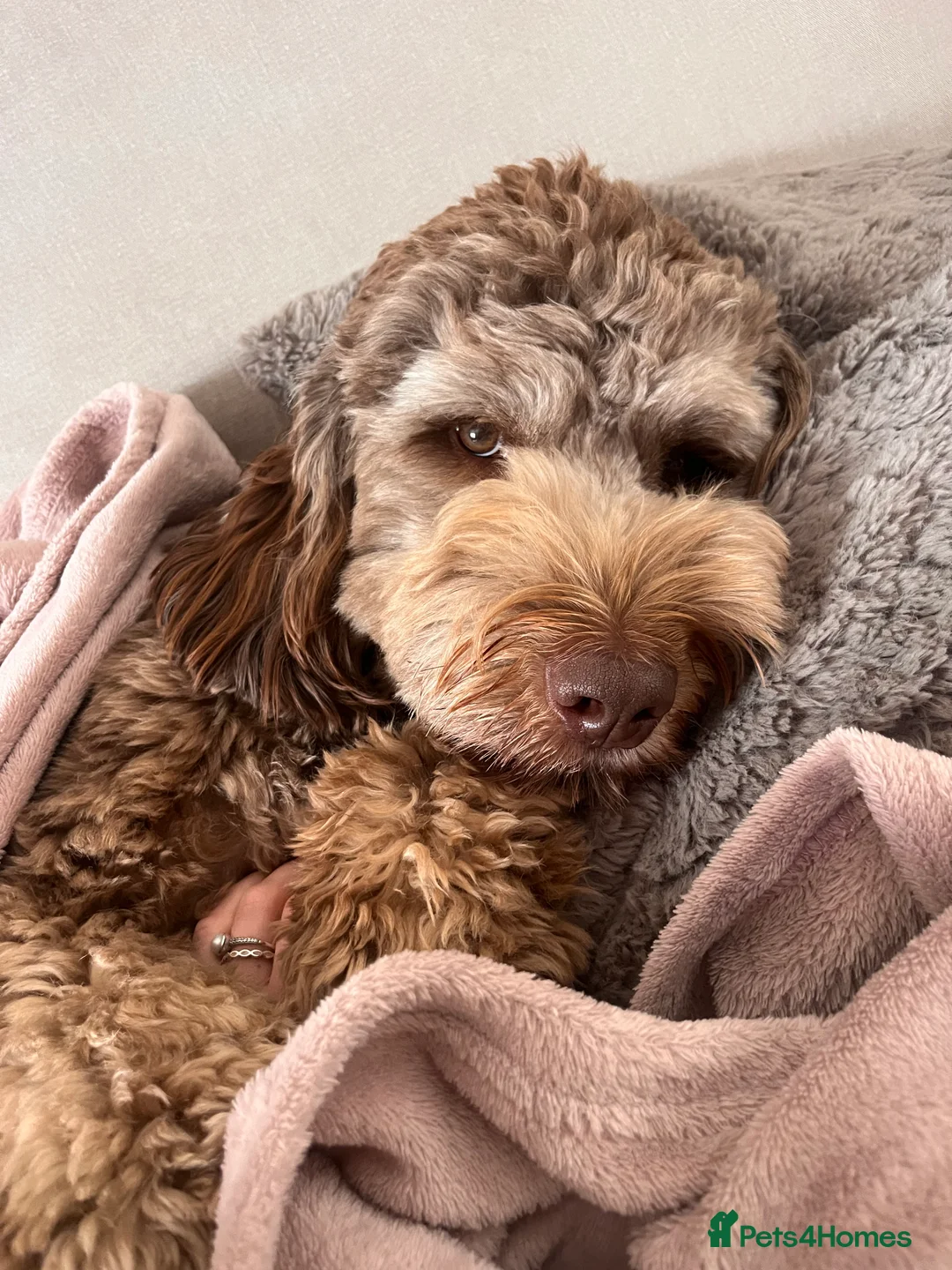 Australian Labradoodle dogs for stud: Australian Labradoodle Chocolate & White Tuxedo - Advert 5