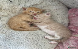 Mixed Breed cats for sale: British mixed breed - Image 6