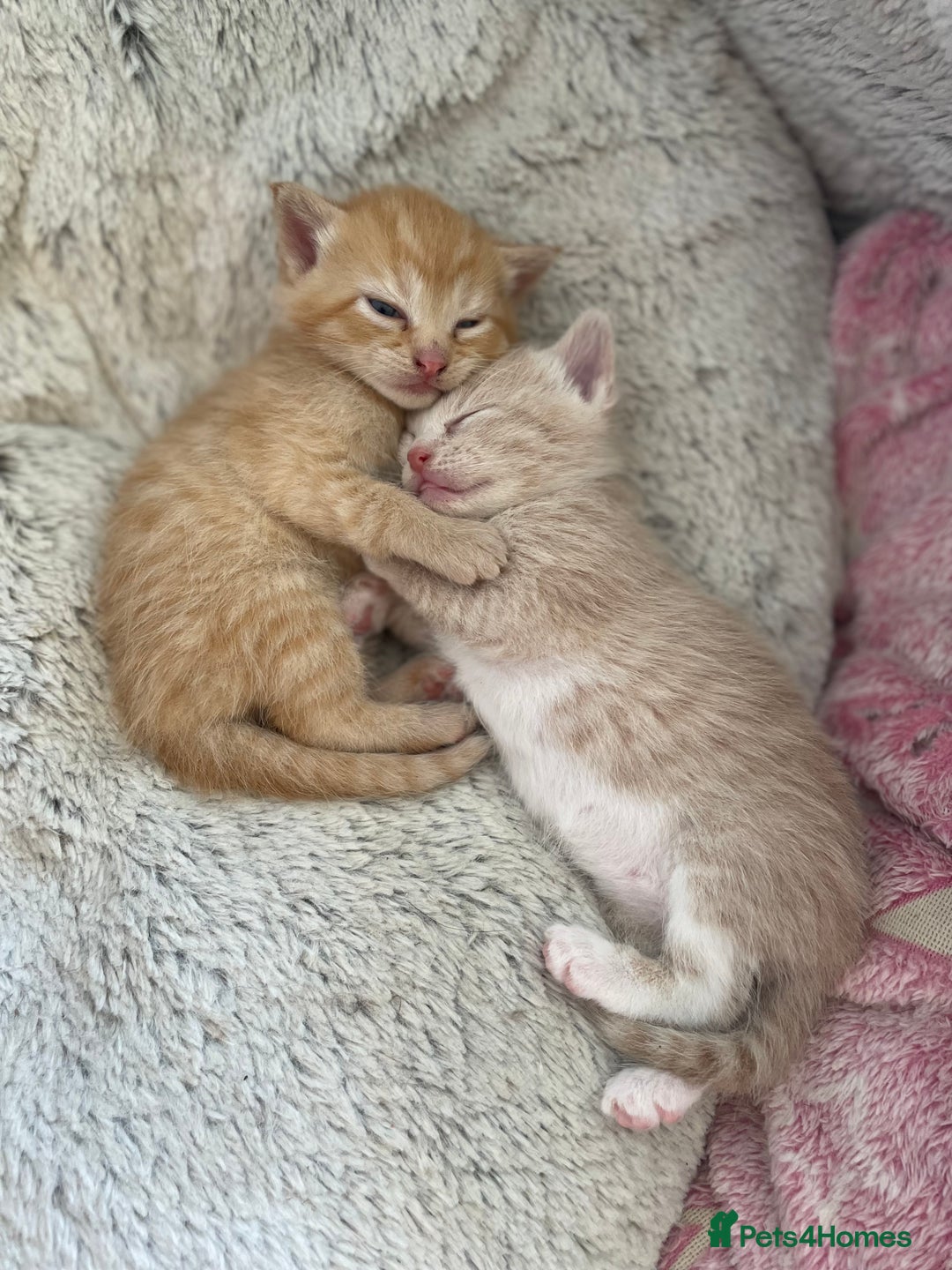 Mixed Breed cats for sale: British mixed breed - Image 6