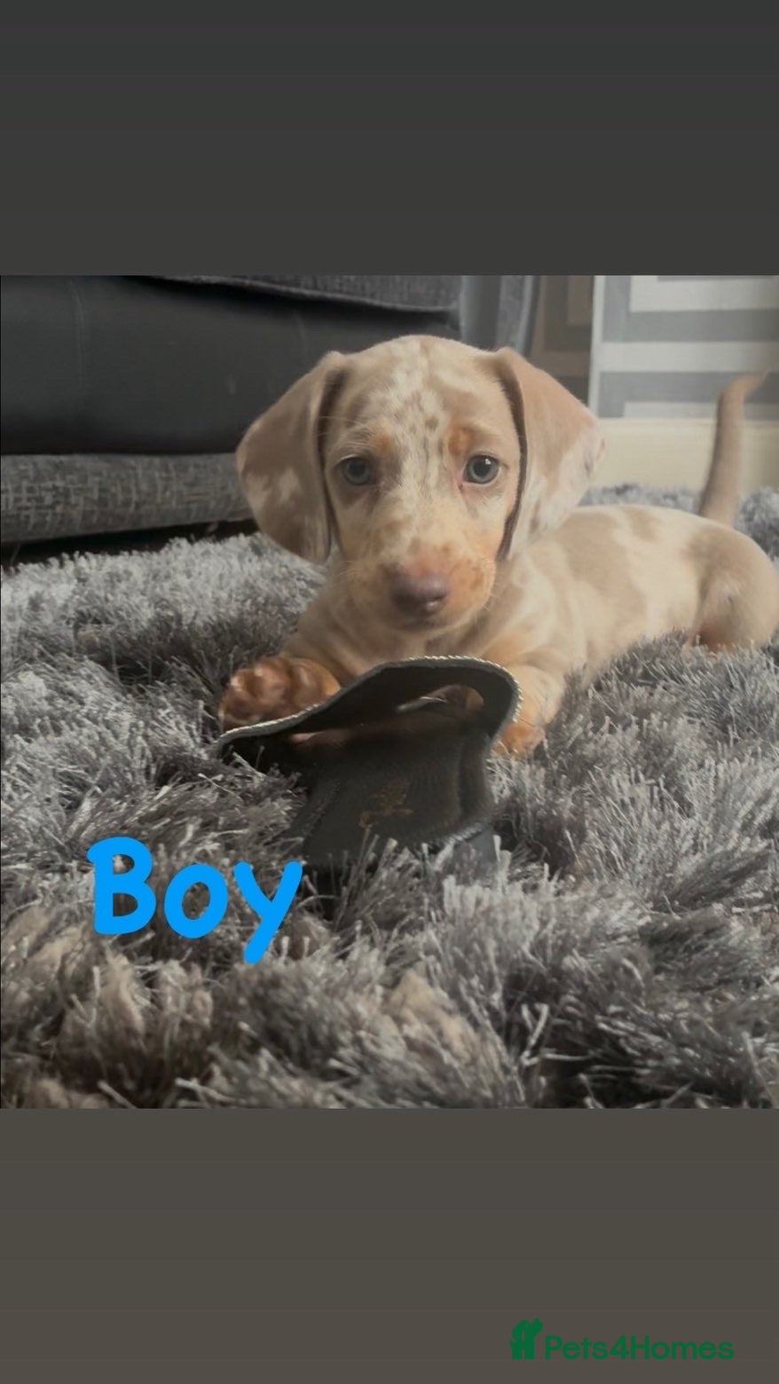 Miniature Dachshund dogs KC Minature dachshund puppies - Advert 2