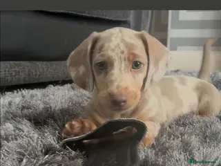 Miniature Dachshund dogs KC Minature dachshund puppies - Advert 2