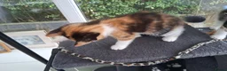 Mixed Breed cats for sale: RARE Tabico kittens 😻 Calico Tabbies  - Advert 6