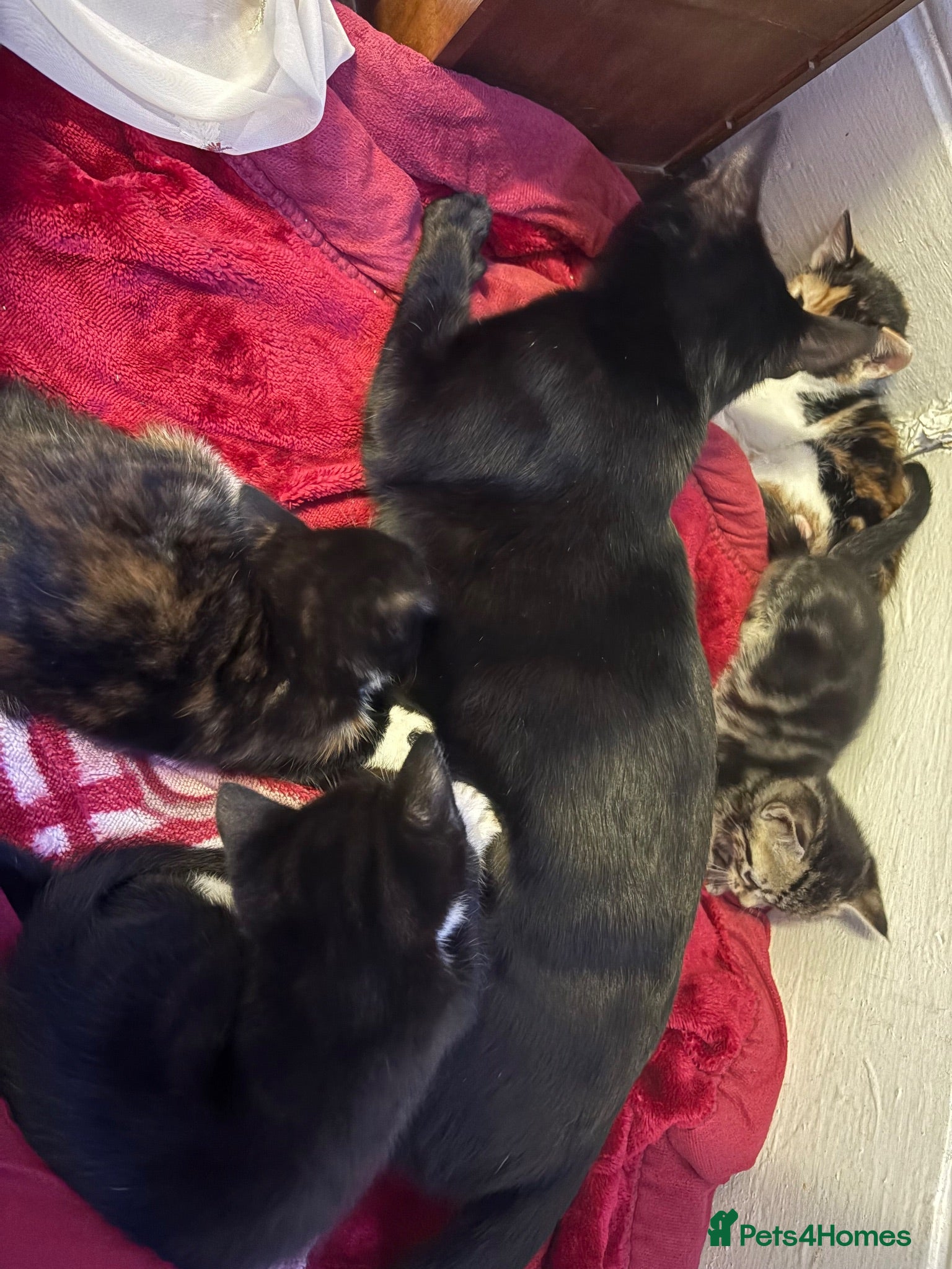 Mixed Breed cats Kittens for sale - Advert 1