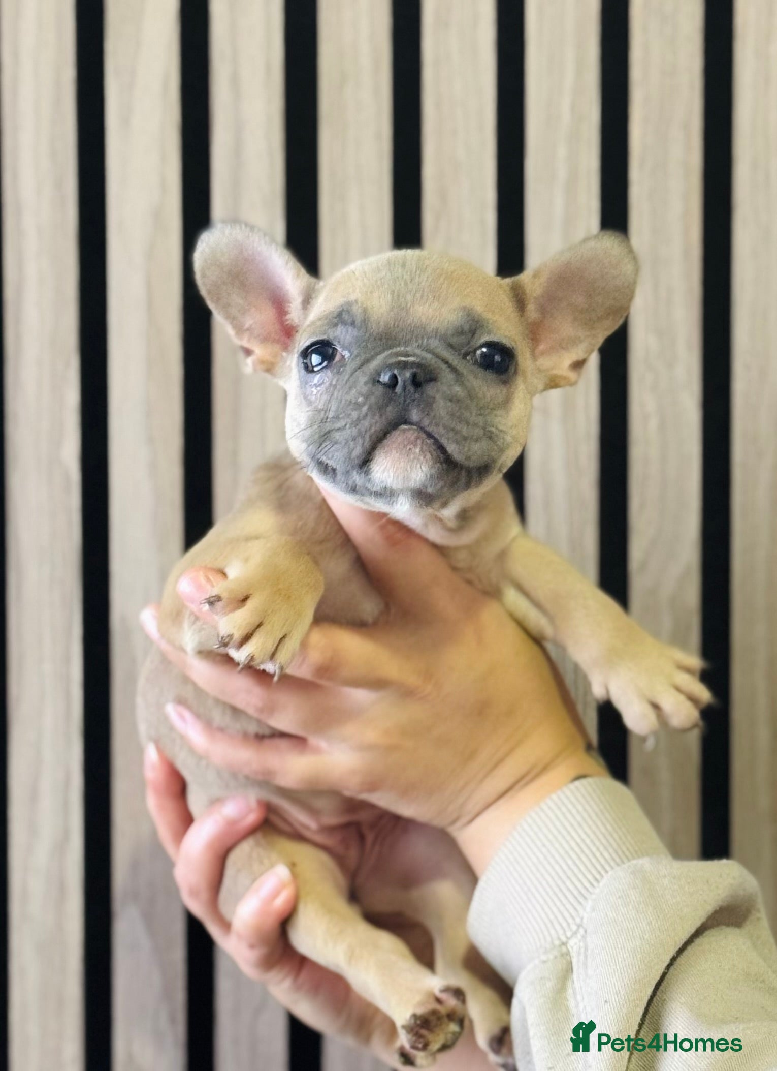 French Bulldog dogs LAST 3 GIRLS KC REGISTERED FRENCH BULLDOG 🐶 - Advert 13