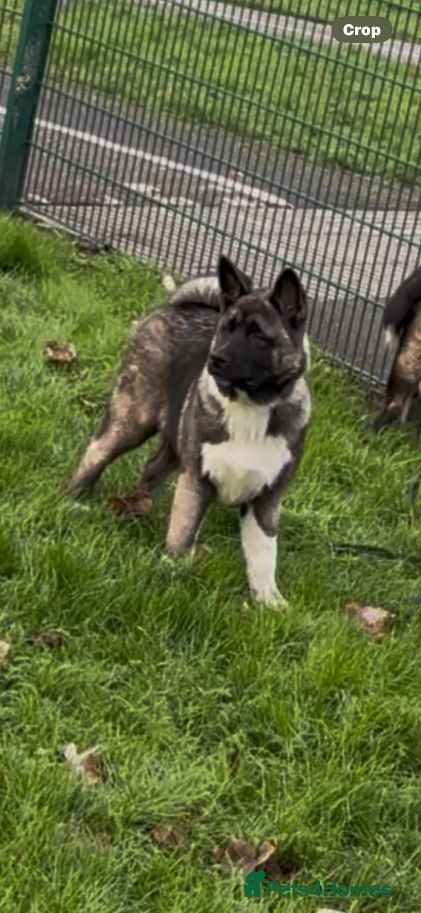 Akita dogs American Akita puppies (deal of the week) - Advert 3