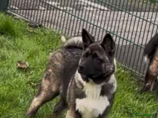 Akita dogs American Akita puppies (deal of the week) - Advert 3