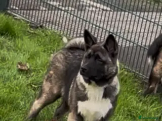 Akita dogs American Akita puppies - Advert 7