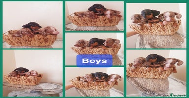 Miniature Dachshund dogs - Advert 8
