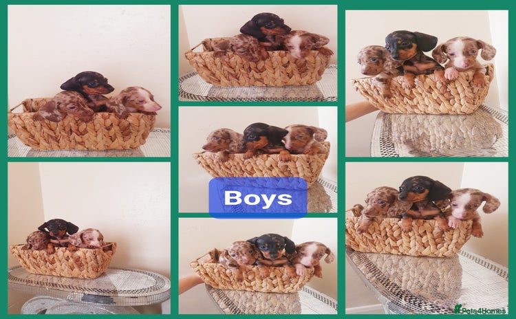 Miniature Dachshund dogs - Advert 2