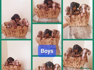 Miniature Dachshund dogs - Advert 35