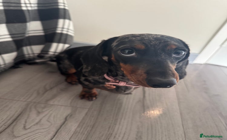 Miniature Dachshund dogs - Advert 14