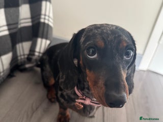 Miniature Dachshund dogs - Advert 1