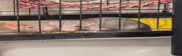 Rat rodents for sale: 2 male rats for rehome in Bristol - Advert 8