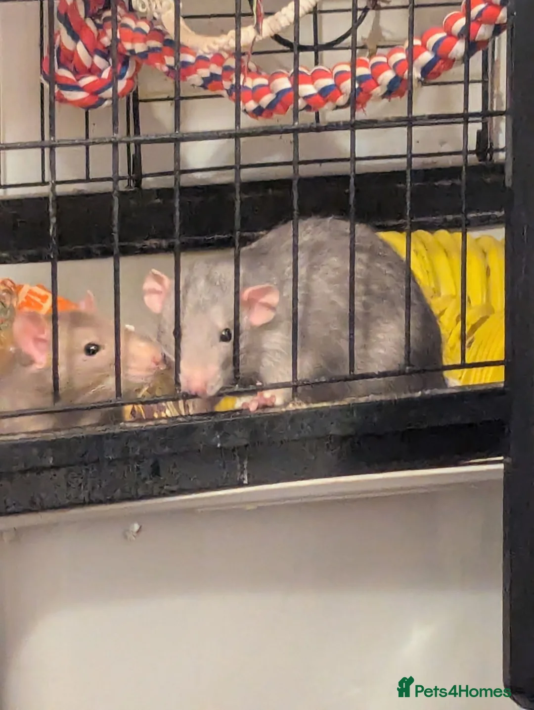 Rat rodents for sale: 2 male rats for rehome in Bristol - Advert 8