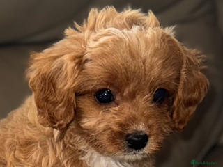 Cavapoo dogs Last remaining 2 boys💙 - Advert 1