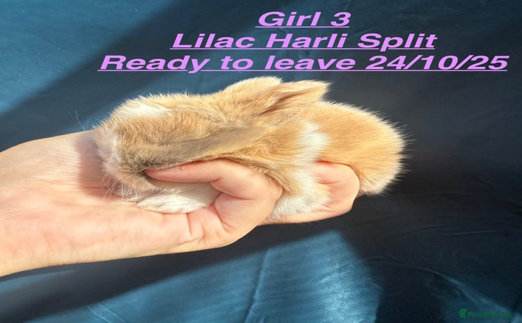 Mini Lop rabbits in Chard - Advert 11