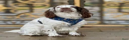 Cocker Spaniel dogs for stud: Dexter- Chocolate Roan Cocker Spaniel  in Dudley - Advert 3